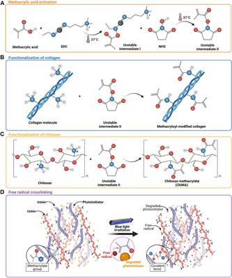 Novel Photo- and Thermo-Responsive Nanocomposite Hydrogels Based on Functionalized rGO and Modified SIS/Chitosan Polymers for Localized Treatment of Malignant Cutaneous Melanoma